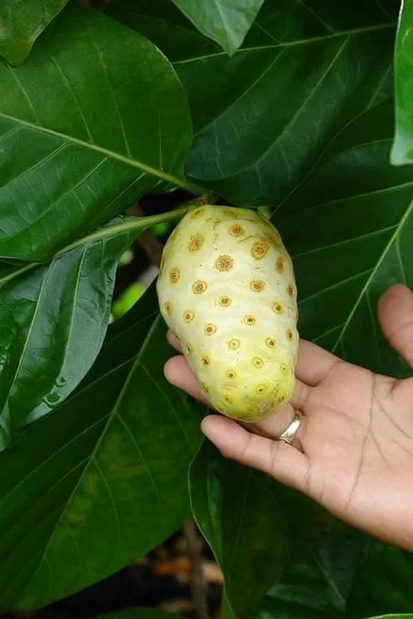 Hybrid_Noni_Fruit_Plant