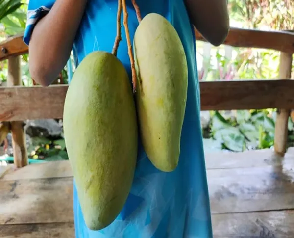Hybrid_Noorjahan_Mango_Grafting_Plant_(1.5-2_Feet_Height_Pack_Of_1)