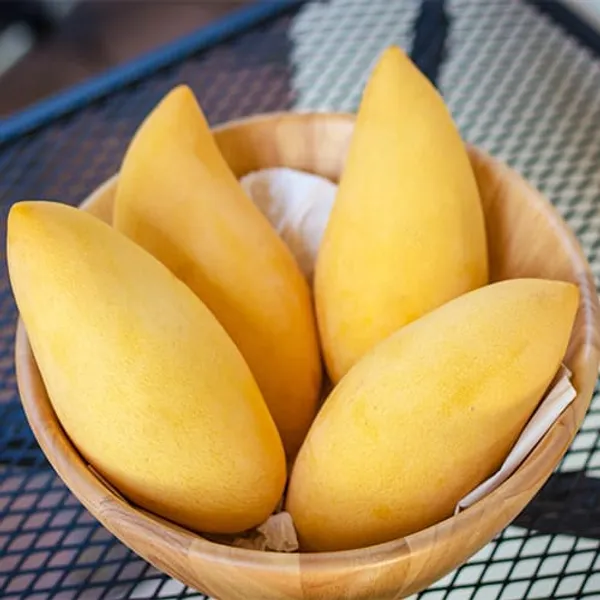 Hybrid_Noorjahan_Mango_Grafting_Plant_(1.5-2_Feet_Height_Pack_Of_1)