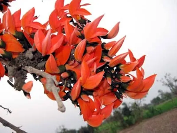 Hybrid_Palash_Flower_Plant_1