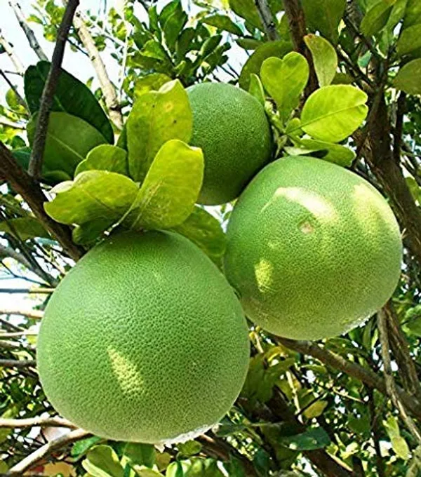 Hybrid_Pomelo_Orange_|_Grafted_Plant