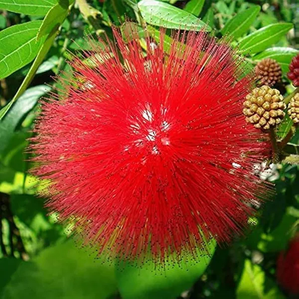 Hybrid_Powderpuff_Red_Calliandra_Flower_Plant_(1.5-3_Feet_Height_Pack_Of_1)
