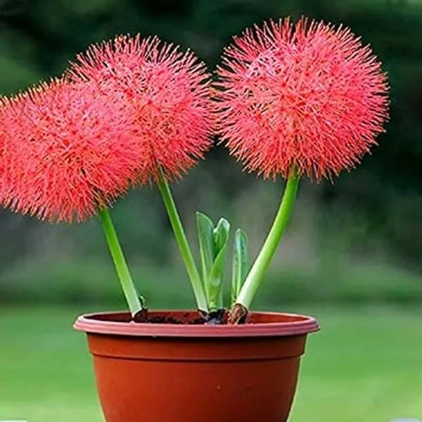 Hybrid_Powderpuff_Red_Calliandra_Flower_Plant_(1.5-3_Feet_Height_Pack_Of_1)