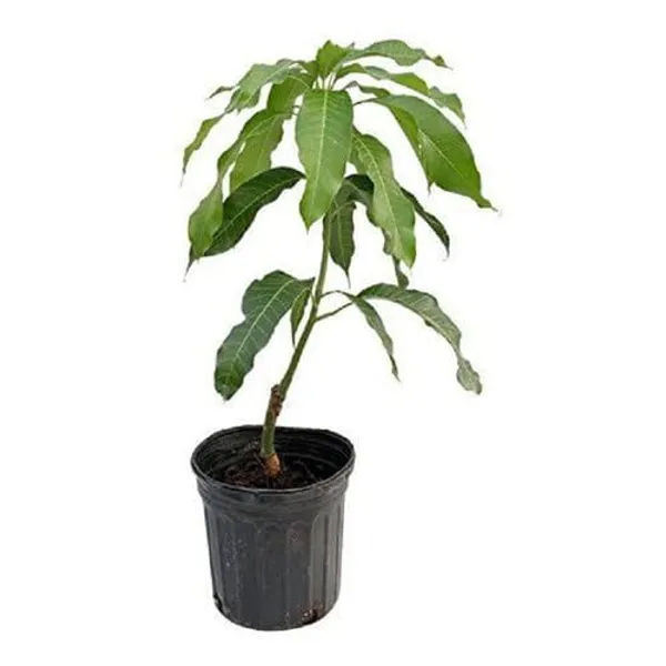 Hybrid_Qusai_Mango_Grafting_Plant_(1.5-2_Feet_Height_Pack_Of_1)
