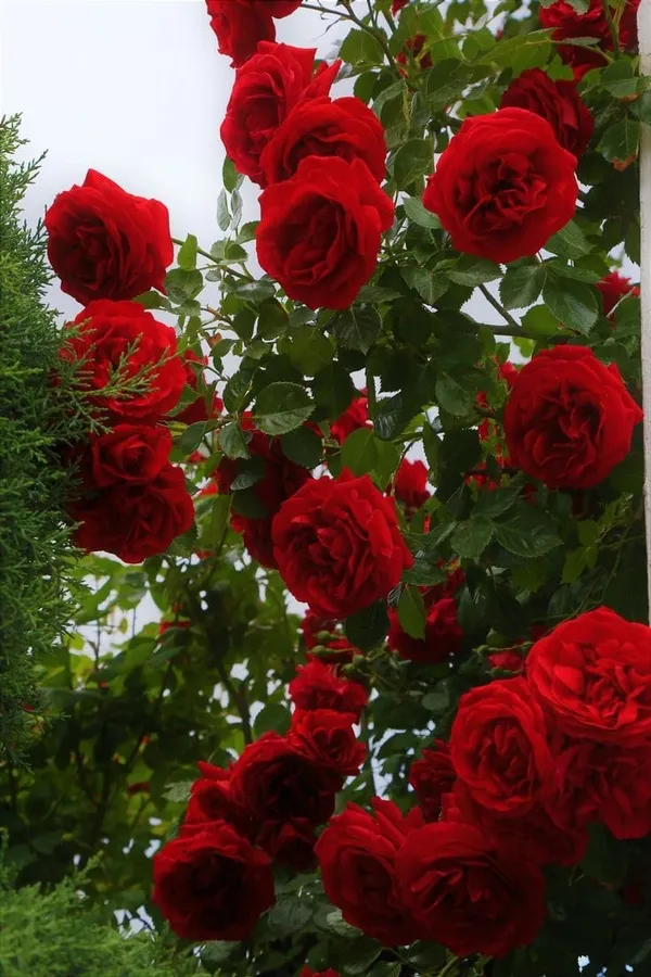 Hybrid_Rose_Plant__(Pack_Of_1)