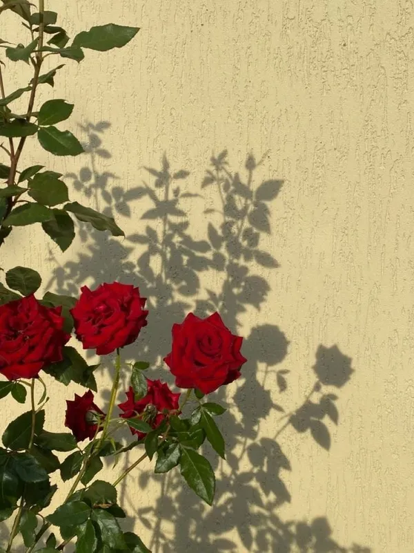 Hybrid_Rose_Plant__(Pack_Of_1)