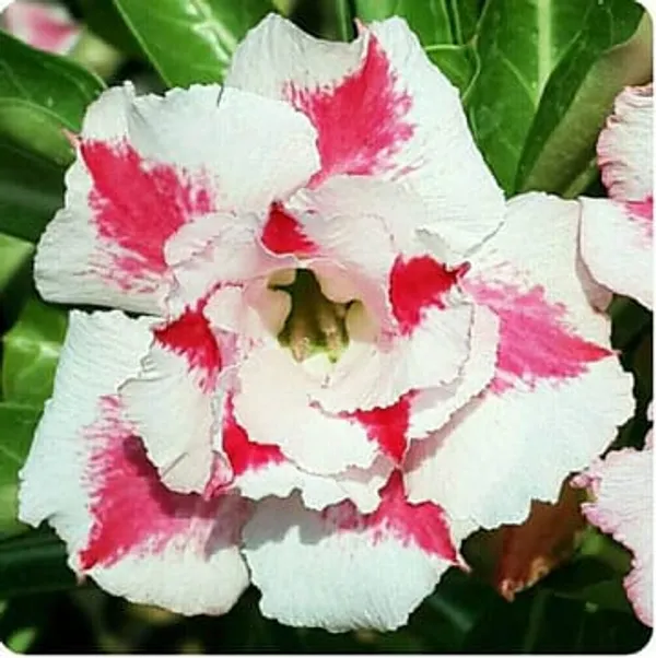 Hybrid_Rosey_Verity_Grafting_Adenium_Plant_12