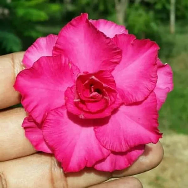 Hybrid_Rosey_Verity_Grafting_Adenium_Plant_2