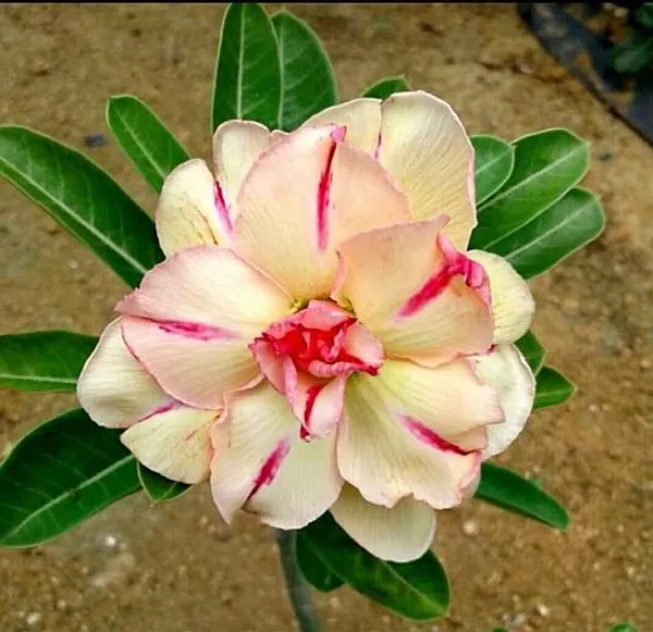 Hybrid_Rosey_Verity_Grafting_Adenium_Plant_4