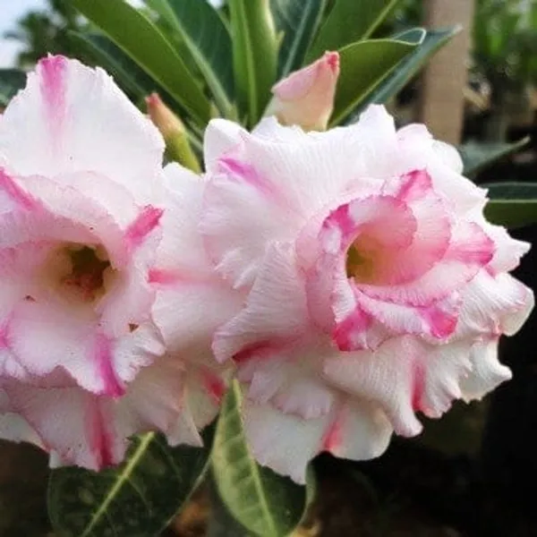 Hybrid_Rosey_Verity_Grafting_Adenium_Plant_6