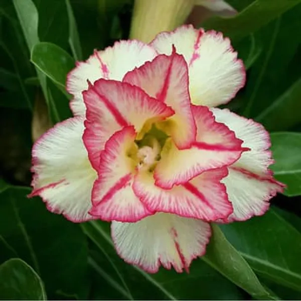 Hybrid_Rosey_Verity_Grafting_Adenium_Plant_8