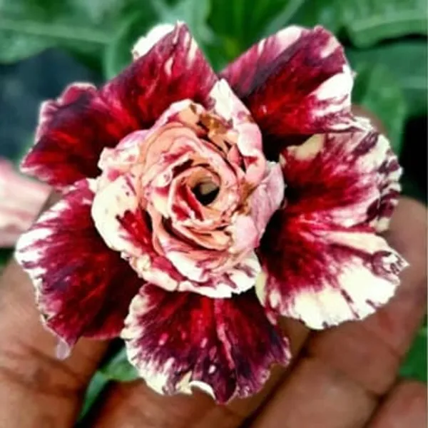 Hybrid_Rosey_Verity_Grafting_Adenium_Plant_9