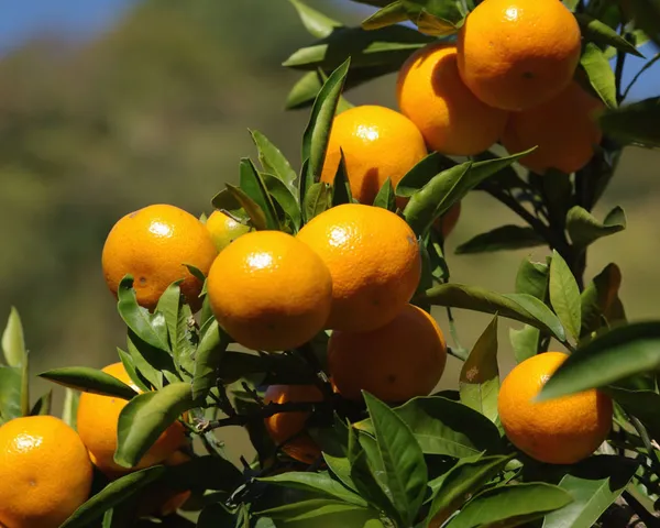Hybrid_Satsuma_Orange_Plant_|_Grafted_Plant