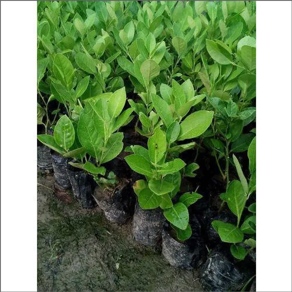 Hybrid_Seedless_Lemon_Plant_|_Grafting_Plant