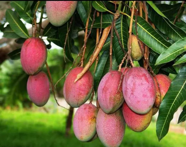 Hybrid_Sindur_Kouta_Mango_Grafting_Plant_(1.5-2_Feet_Height_Pack_Of_1)