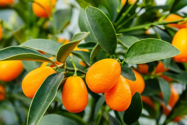 Hybrid_Sweet_Lemon_Plant_|_Grafted_Plant