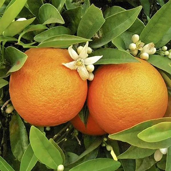 Hybrid_Sweet_Orange_|_Grafted_Plant_(1.5-2_Feet_Height_Pack_Of_1)