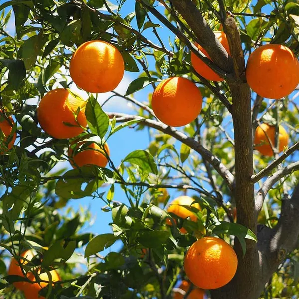 Hybrid_Sweet_Orange_|_Grafted_Plant_(1.5-2_Feet_Height_Pack_Of_1)