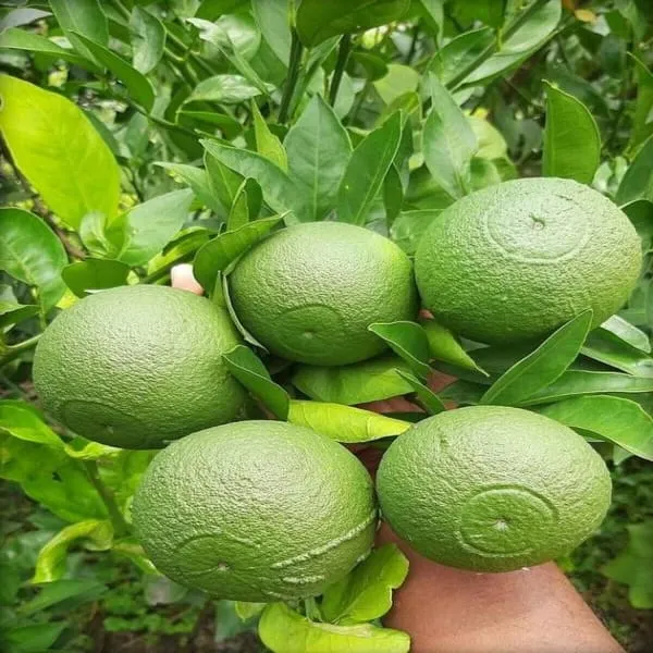Hybrid_Thai-2_Malta_Orange_Plant_|_Grafted_Plant