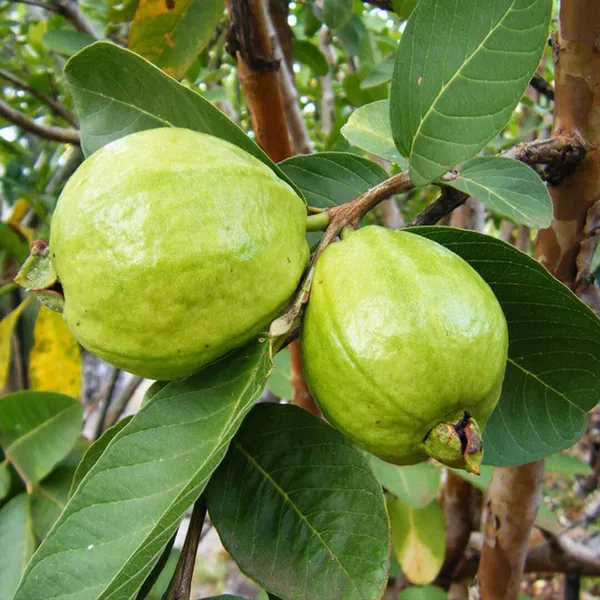 Hybrid_Thai_All_Time_L40_Guava_Plant