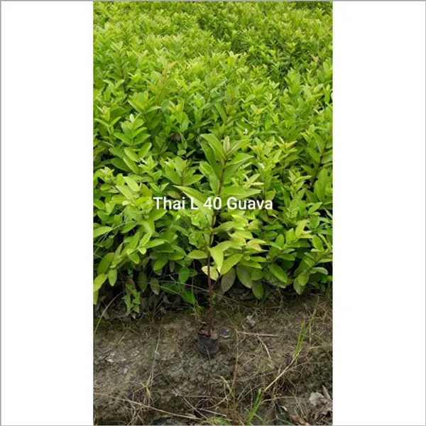 Hybrid_Thai_All_Time_L40_Guava_Plant