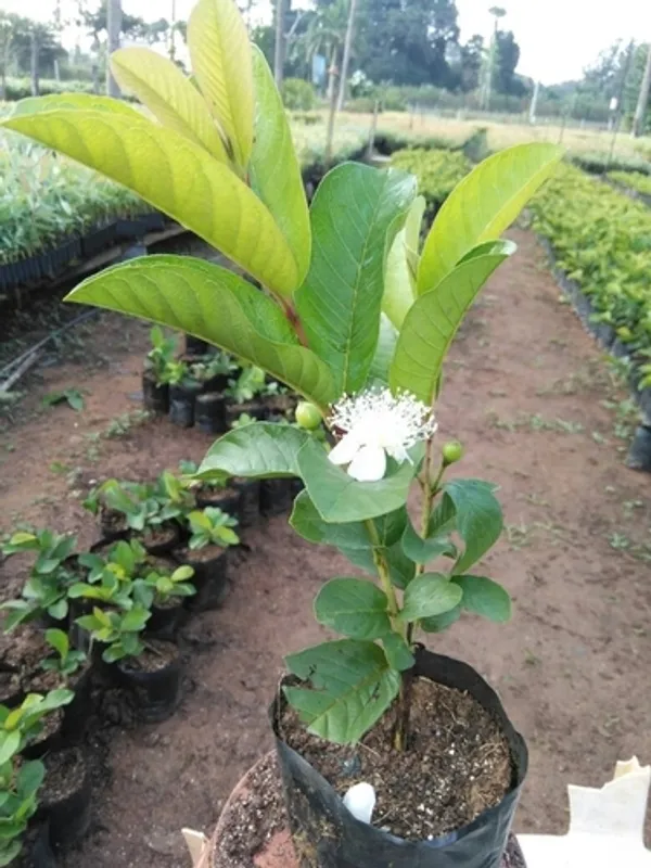 Hybrid_Thai_All_Time_L40_Guava_Plant