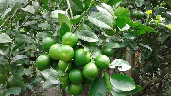 Hybrid_Thai_Pati_Lemon_Plant_|_Grafting_Plant_(1.5-3_Feet_Height_Pack_Of_1)