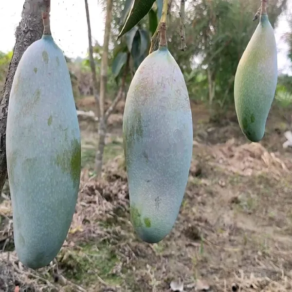 Hybrid_Three_Taste_Mango_Grafting_Plant_(1.5-3_Feet_Height_Pack_Of_1)
