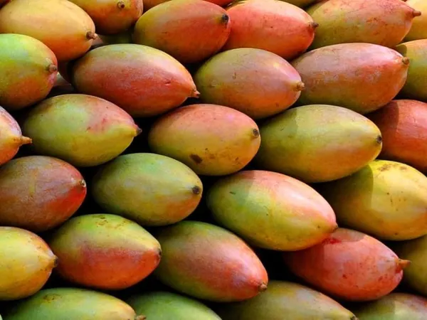 Hybrid_Totapuri_Mango_Grafting_Mango__(Pack_Of_1)