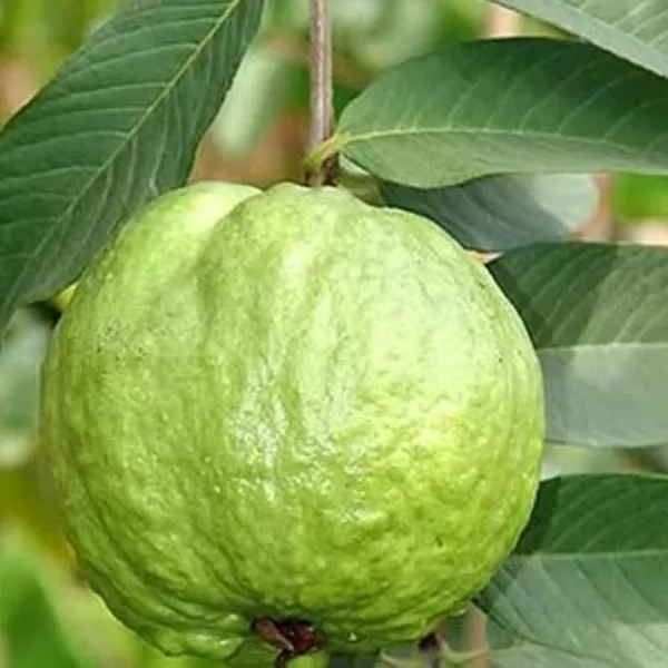 Hybrid_VNR_Guava_Plant