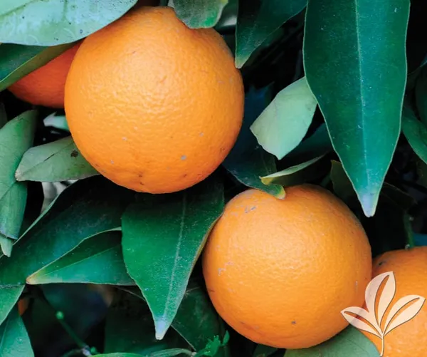 Hybrid_Valencia_Olinda_Orange_|_Grafted_Plant