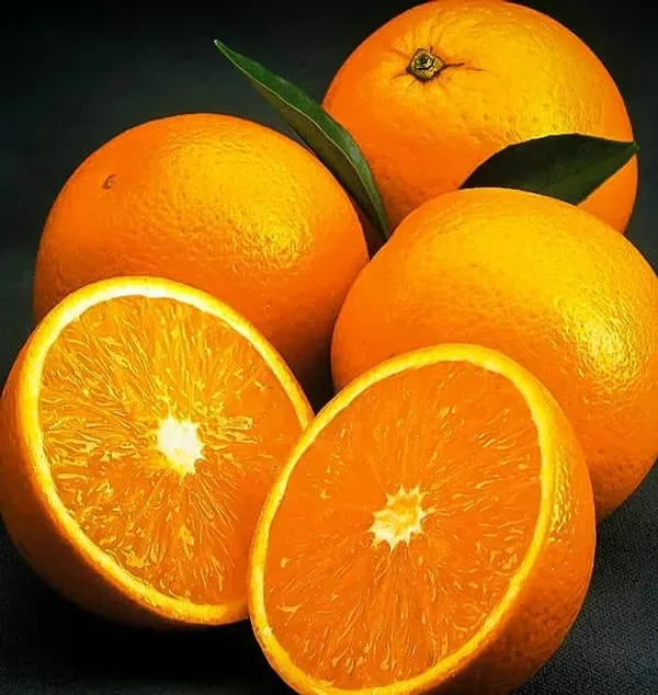 Hybrid_Valencia_Olinda_Orange_|_Grafted_Plant