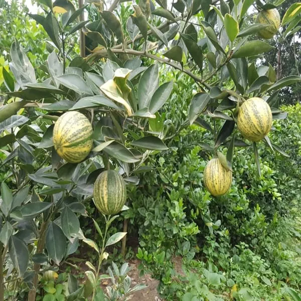 Hybrid_Variegated_Malta_Orange_|_Grafted_Plant