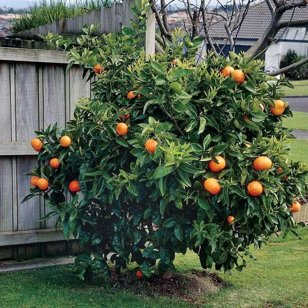 Hybrid_Washington_Navel_Orange_|_Grafted_Plant_(1.5-3_Feet_Height_Pack_Of_1)