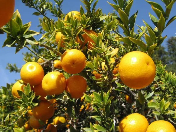 Hybrid_Yellow_Malta_Orange_|_Grafted_Plant_(1.5-3_Feet_Height_Pack_Of_1)