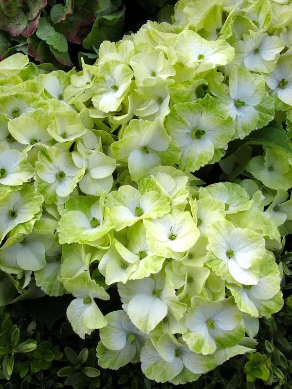 Hydrangea_Flower_Plant_Bey_Colour_10