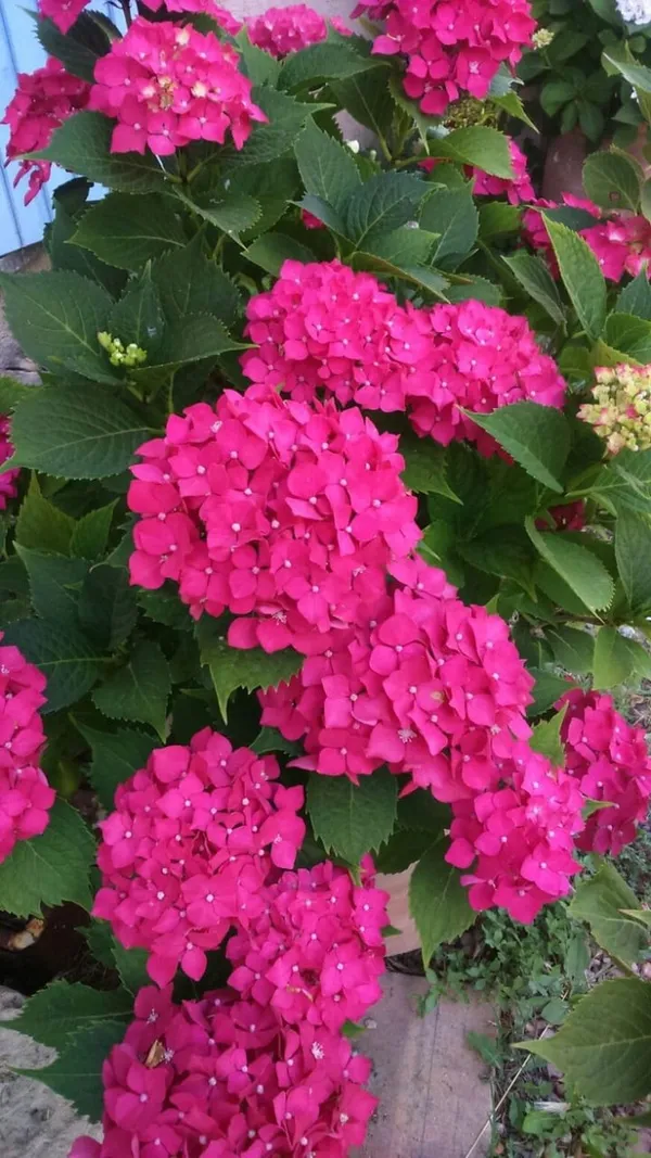 Hydrangea_Flower_Plant_(1.5-3_Feet_Height_Pack_Of_1)