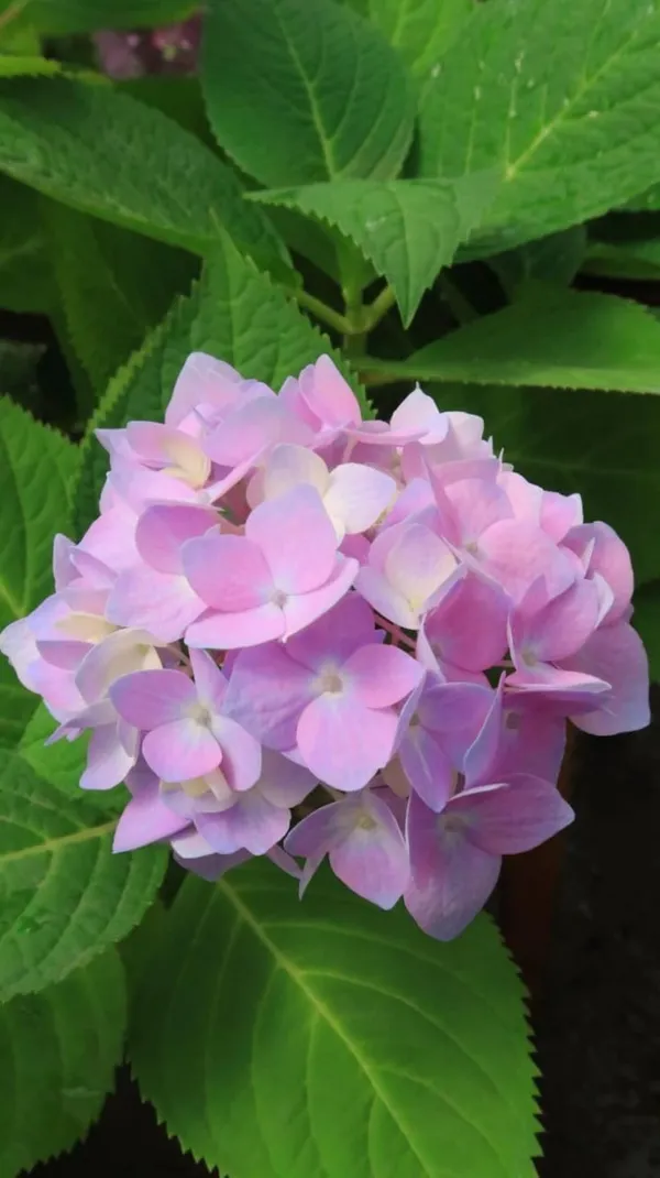 Hydrangea_Flower_Plant_Bey_Colour_16
