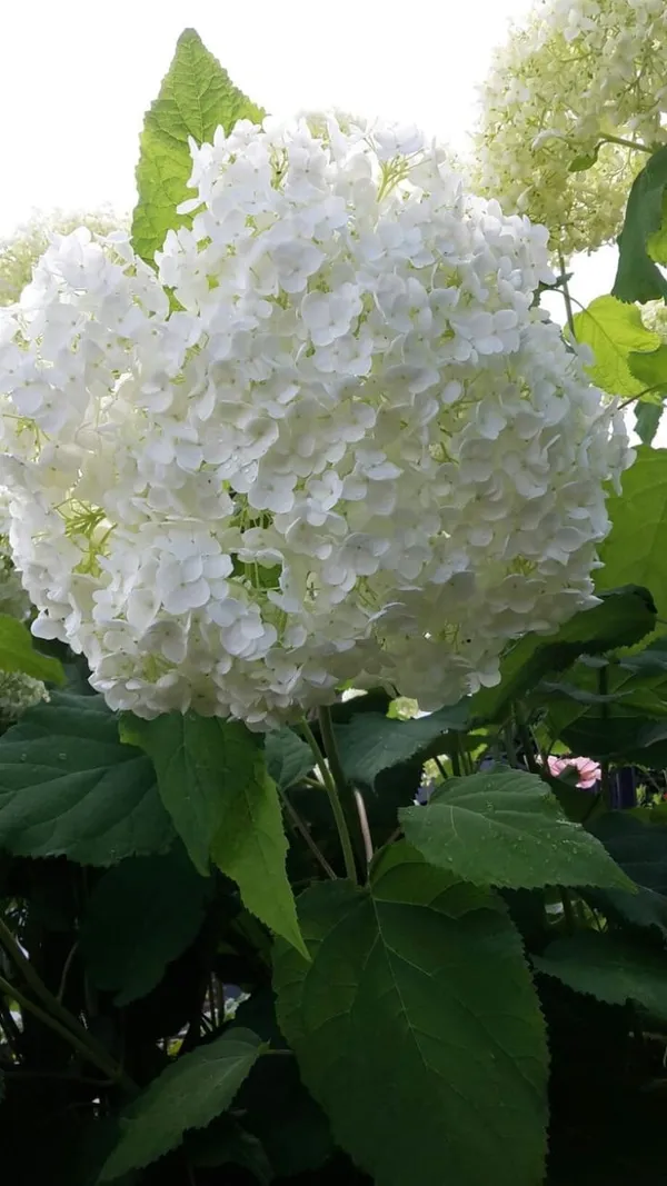 Hydrangea_Flower_Plant_Bey_Colour_(1.5-2_Feet_Height_Pack_Of_1)