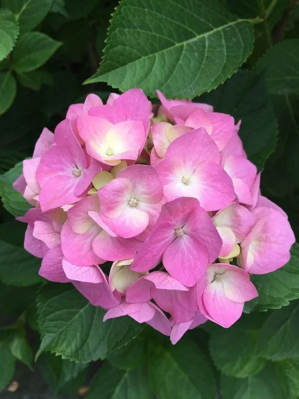 Hydrangea_Flower_Plant_Bey_Colour_20