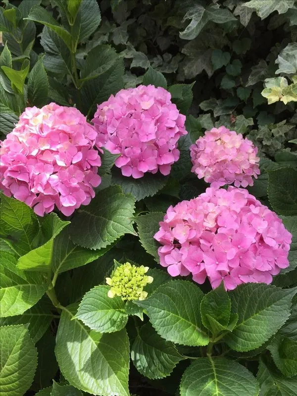 Hydrangea_Flower_Plant_Bey_Colour_2