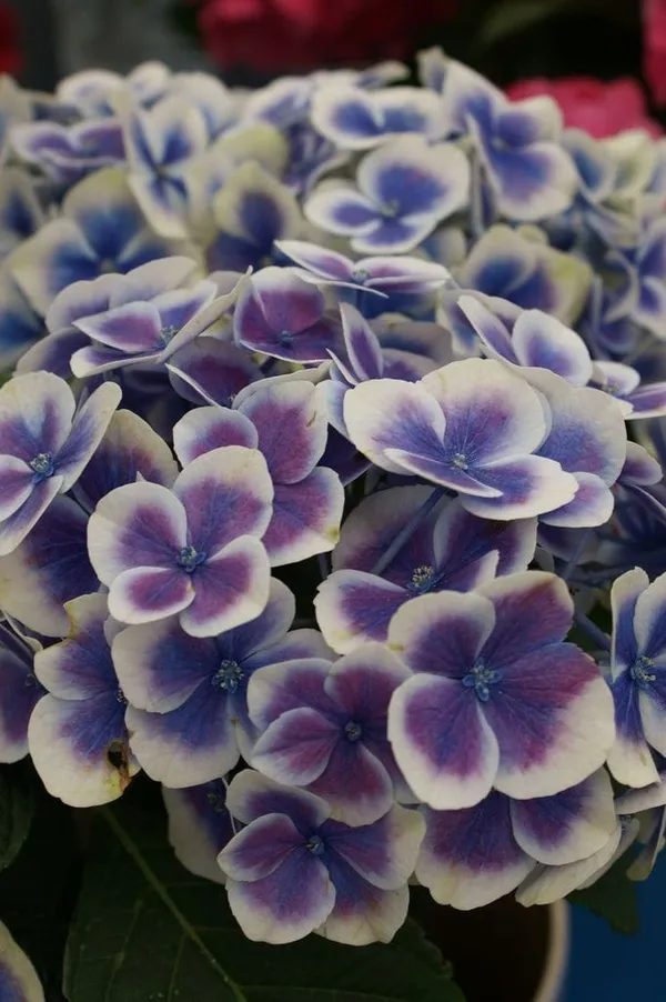 Hydrangea_Flower_Plant_(1.5-2_Feet_Height_Pack_Of_1)
