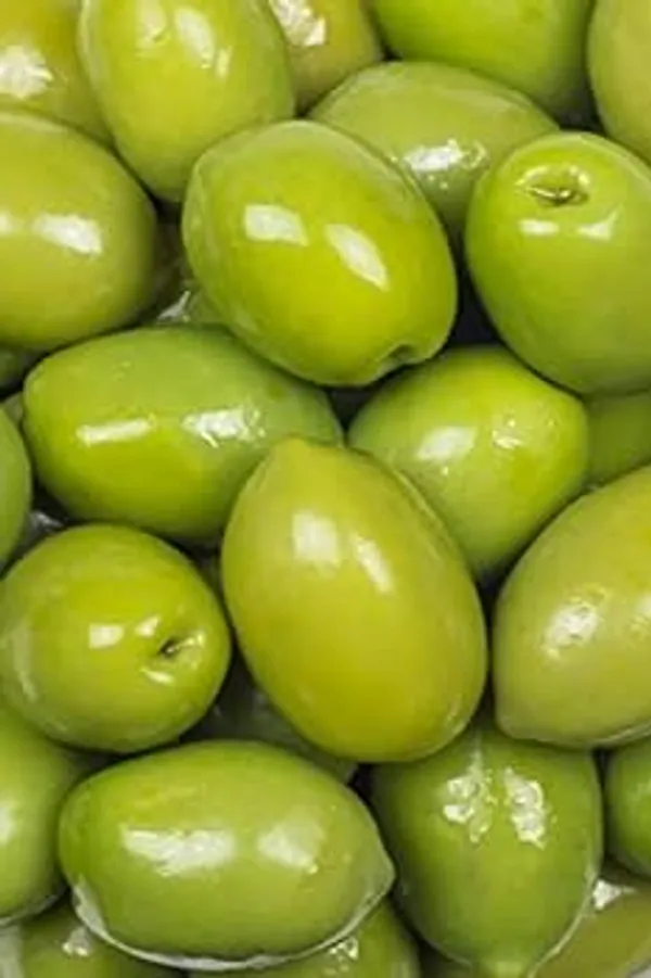 Indian_Verity_Olive_Plant_(1.5-3_Feet_Height_Pack_Of_1)