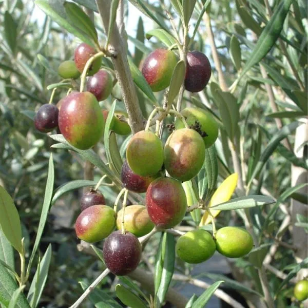 Italian_Verity_Sweet_Olive_Plant_(1.5-2_Feet_Height_Pack_Of_1)