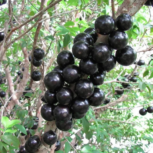 Jaboticaba_Fruit_Plant_(Pack_Of_1)