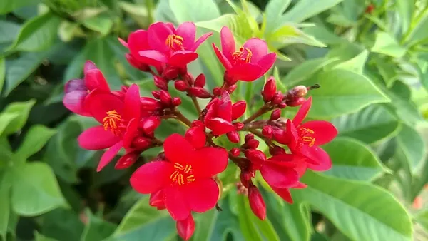 Jatropha_Red_Flower_Plant