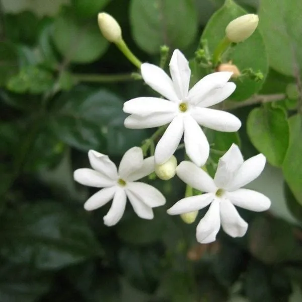 Juhi_Jasminum_Auriculatum_Flower