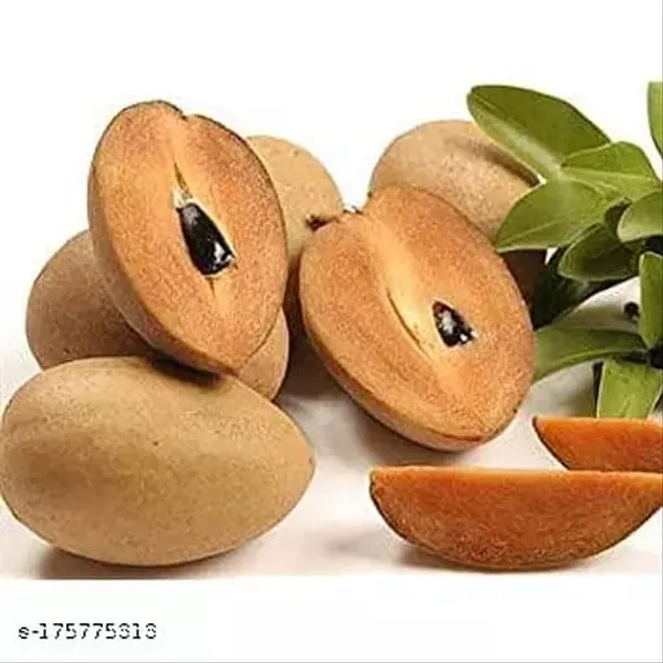 Kalapati_Chiku_Plant_(1.5-2_Feet_Height_Pack_Of_1)