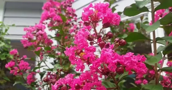 Lagerstroemia_Furush_Pink_Flower_Plant