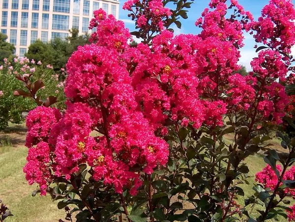 Lagerstroemia_Furush_Pink_Flower_Plant